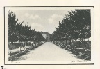 Viale Rimembranze ora Via Vittorio Veneto - dall'archivio foto della Biblioteca Civica